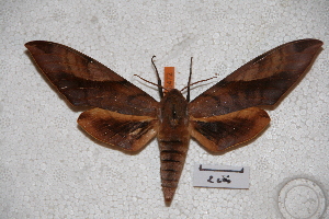  ( - BC-RBP-0472)  @12 [ ] Copyright (2010) Ron Brechlin Research Collection of Ron Brechlin