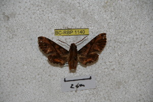  (Eupanacra angulata - BC-RBP-1140)  @11 [ ] Copyright (2010) Ron Brechlin Research Collection of Ron Brechlin