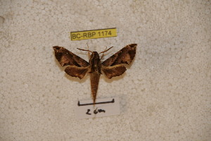  ( - BC-RBP-1174)  @12 [ ] Copyright (2010) Ron Brechlin Research Collection of Ron Brechlin