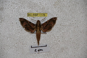  (Eupanacra brunnea - BC-RBP-1176)  @12 [ ] Copyright (2010) Ron Brechlin Research Collection of Ron Brechlin