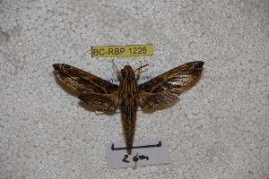  (Eupanacra variolosa - BC-RBP-1226)  @11 [ ] Copyright (2010) Ron Brechlin Research Collection of Ron Brechlin