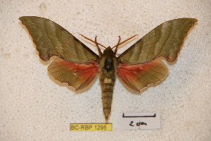  ( - BC-RBP-1295)  @13 [ ] Copyright (2010) Ron Brechlin Research Collection of Ron Brechlin