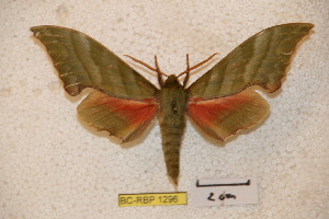  ( - BC-RBP-1296)  @12 [ ] Copyright (2010) Ron Brechlin Research Collection of Ron Brechlin