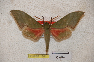  ( - BC-RBP-1301)  @13 [ ] Copyright (2010) Ron Brechlin Research Collection of Ron Brechlin
