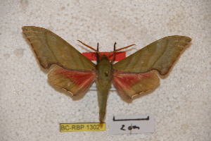  ( - BC-RBP-1302)  @14 [ ] Copyright (2010) Ron Brechlin Research Collection of Ron Brechlin