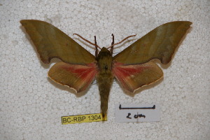  ( - BC-RBP-1304)  @13 [ ] Copyright (2010) Ron Brechlin Research Collection of Ron Brechlin