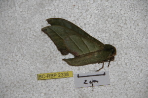  ( - BC-RBP-2338)  @12 [ ] Copyright (2010) Ron Brechlin Research Collection of Ron Brechlin