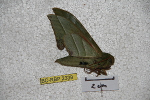 ( - BC-RBP-2339)  @13 [ ] Copyright (2010) Ron Brechlin Research Collection of Ron Brechlin