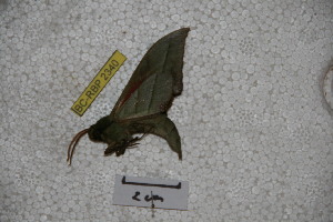  ( - BC-RBP-2340)  @12 [ ] Copyright (2010) Ron Brechlin Research Collection of Ron Brechlin