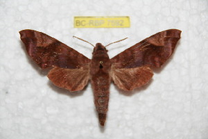  (Acosmeryx anceus hainana - BC-RBP 7592)  @14 [ ] Copyright (2013) Ron Brechlin coll. Ron Brechlin, Pasewalk