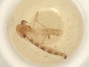  ( - BIOUG50523-C05)  @11 [ ] CreativeCommons - Attribution (2022) Centre for Biodiversity Genomics Centre for Biodiversity Genomics