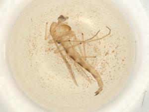  ( - BIOUG50523-G08)  @11 [ ] CreativeCommons - Attribution (2022) Centre for Biodiversity Genomics Centre for Biodiversity Genomics