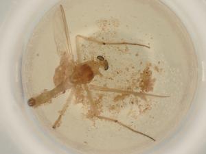  ( - BIOUG50524-B01)  @11 [ ] CreativeCommons - Attribution (2022) Centre for Biodiversity Genomics Centre for Biodiversity Genomics