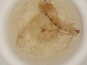  ( - BIOUG50524-G01)  @11 [ ] CreativeCommons - Attribution (2022) Centre for Biodiversity Genomics Centre for Biodiversity Genomics