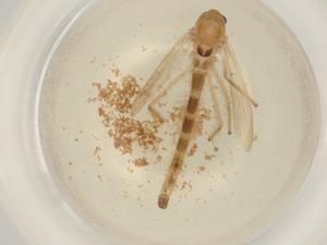  ( - BIOUG50537-A02)  @11 [ ] CreativeCommons - Attribution (2022) Centre for Biodiversity Genomics Centre for Biodiversity Genomics