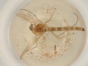  ( - BIOUG50537-A08)  @11 [ ] CreativeCommons - Attribution (2022) Centre for Biodiversity Genomics Centre for Biodiversity Genomics