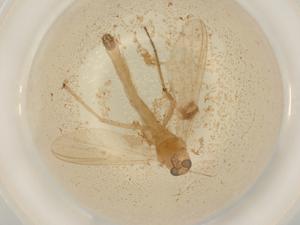  ( - BIOUG50537-E01)  @11 [ ] CreativeCommons - Attribution (2022) Centre for Biodiversity Genomics Centre for Biodiversity Genomics