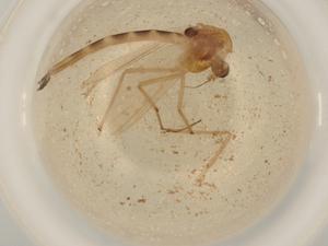  ( - BIOUG50538-E01)  @11 [ ] CreativeCommons - Attribution (2022) Centre for Biodiversity Genomics Centre for Biodiversity Genomics