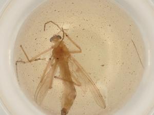  ( - BIOUG50538-E11)  @11 [ ] CreativeCommons - Attribution (2022) Centre for Biodiversity Genomics Centre for Biodiversity Genomics