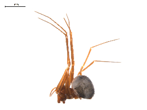  (Bathyphantes alascensis - BIOUG01972-G02)  @13 [ ] Copyright  G. Blagoev 2012 Unspecified