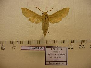  ( - BC-Mel 0296)  @13 [ ] Copyright (2010) Tomas Melichar Research Collection of Tomas Melichar