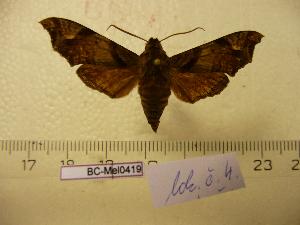  ( - BC-Mel 0419)  @13 [ ] Copyright (2010) Tomas Melichar Research Collection of Tomas Melichar