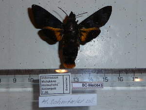  ( - BC-Mel 0843)  @11 [ ] Copyright (2010) Tomas Melichar Research Collection of Tomas Melichar