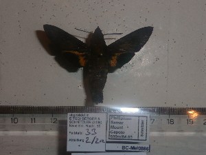  ( - BC-Mel 0866)  @11 [ ] Copyright (2010) Tomas Melichar Research Collection of Tomas Melichar