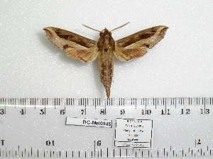  ( - BC-Mel 0945)  @13 [ ] Copyright (2010) Tomas Melichar Research Collection of Tomas Melichar