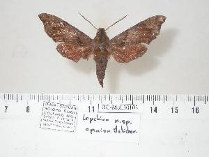  ( - BC-Mel0103)  @14 [ ] Copyright (2011) Tomas Melichar Research Collection of Tomas Melichar