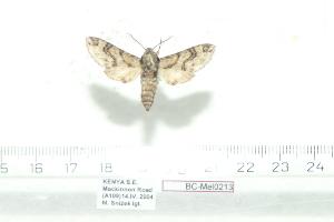  (Praedora leucophaea - BC-Mel 0213)  @14 [ ] Copyright (2010) Tomas Melichar Research Collection of Tomas Melichar