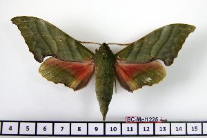  ( - BC-Mel1225)  @11 [ ] Copyright (2010) Tomas Melichar Research Collection of Tomas Melichar
