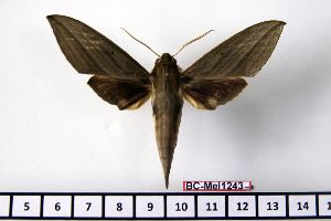  ( - BC-Mel1243)  @13 [ ] Copyright (2010) Tomas Melichar Research Collection of Tomas Melichar