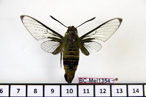  ( - BC-Mel1354)  @13 [ ] Copyright (2010) Tomas Melichar Research Collection of Tomas Melichar