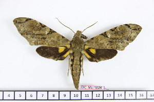  ( - BC-Mel1826)  @13 [ ] Copyright (2010) Tomas Melichar Research Collection of Tomas Melichar