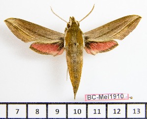  ( - BC-Mel1910)  @13 [ ] Copyright (2010) Tomas Melichar Research Collection of Tomas Melichar