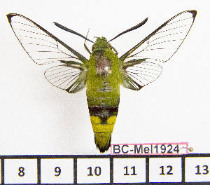  ( - BC-Mel1924)  @12 [ ] Copyright (2010) Tomas Melichar Research Collection of Tomas Melichar