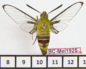  ( - BC-Mel1925)  @12 [ ] Copyright (2010) Tomas Melichar Research Collection of Tomas Melichar