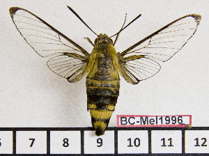  ( - BC-Mel1996)  @14 [ ] Copyright (2010) Tomas Melichar Research Collection of Tomas Melichar