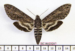  (Lintneria biolleyi - BC-Mel2124)  @15 [ ] Copyright (2010) Tomas Melichar Research Collection of Tomas Mleichar