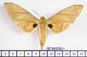  ( - BC-Mel2152)  @11 [ ] Copyright (2010) Tomas Melichar Research Collection of Tomas Mleichar