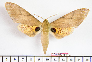  ( - BC-Mel2154)  @11 [ ] Copyright (2010) Tomas Melichar Research Collection of Tomas Mleichar