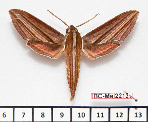  (Theretra lycetus - BC-Mel2213)  @15 [ ] Copyright (2010) Tomas Melichar Research Collection of Tomas Mleichar