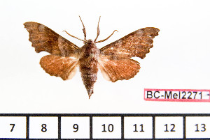  ( - BC-Mel2271)  @11 [ ] Copyright (2010) Tomas Melichar Research Collection of Tomas Mleichar