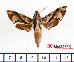  ( - BC-Mel2275)  @13 [ ] Copyright (2010) Tomas Melichar Research Collection of Tomas Mleichar