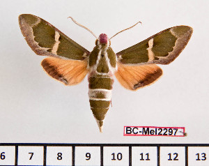  (Rethera komarovi - BC-Mel2297)  @15 [ ] Copyright (2010) Tomas Melichar Research Collection of Tomas Mleichar