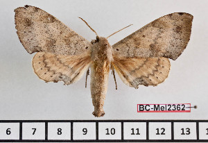  ( - BC-Mel2362)  @13 [ ] Copyright (2010) Tomas Melichar Research Collection of Tomas Mleichar