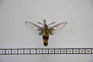  ( - BC-Mel2729)  @12 [ ] Copyright (2013) Tomas Melichar Research Collection of Tomas Mleichar