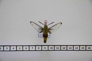  ( - BC-Mel2731)  @12 [ ] Copyright (2013) Tomas Melichar Research Collection of Tomas Mleichar