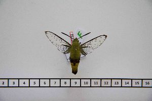  ( - BC-Mel2732)  @12 [ ] Copyright (2013) Tomas Melichar Research Collection of Tomas Mleichar